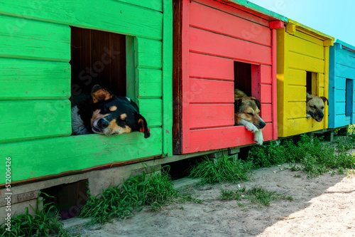 Dogs rest in booths at an animal shelter. Dog sleeping in a wooden colorful kennel.