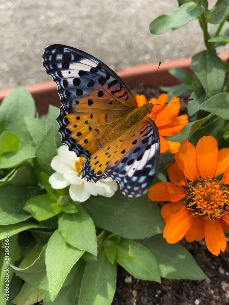 Obraz premium Colorful butterfly stop at the summer blossom, beautiful wildlife scene year 2022 June 17th street of Tokyo Yanaka 
