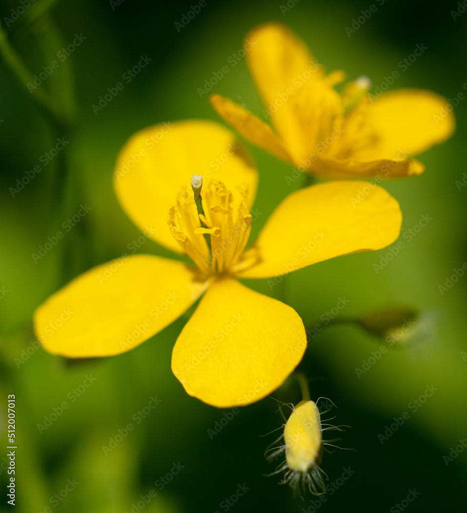 Small yellow flowers in nature. Small yellow flowers in nature.