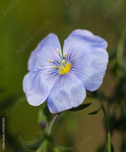 Small blue flower in nature.