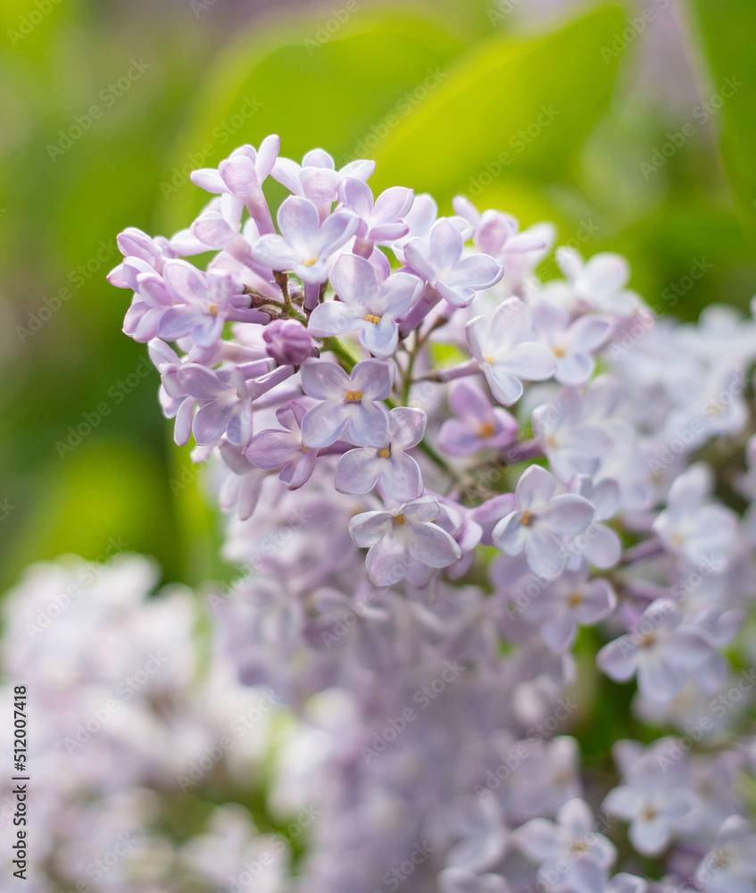 Fototapeta premium Beautiful lilac flowers in nature.