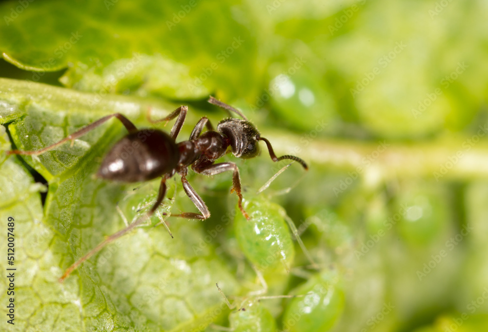 An ant grazes aphids on a tree leaf. An ant grazes aphids on a tree leaf.