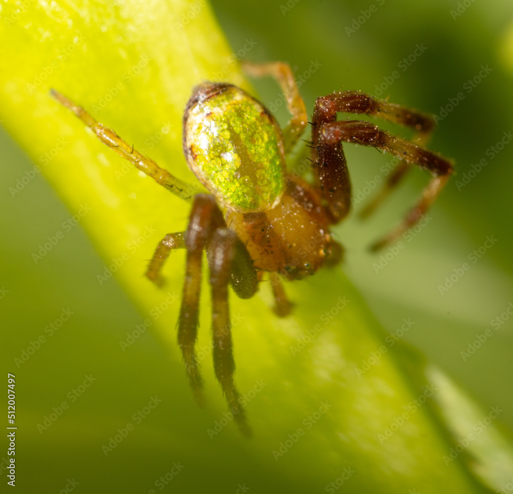 Spider on a green leaf in nature. Spider on a green leaf in nature.