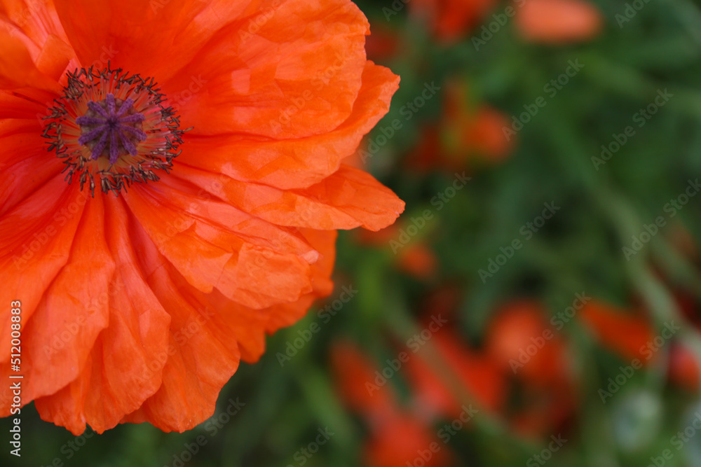 Beautiful bright red poppy flower outdoors, closeup. Space for text Beautiful bright red poppy flower outdoors, closeup. Space for text