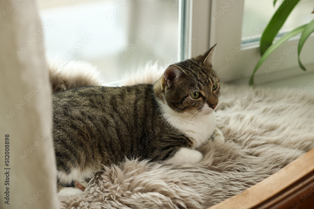 Cute cat on white faux fur rug at window sill indoors