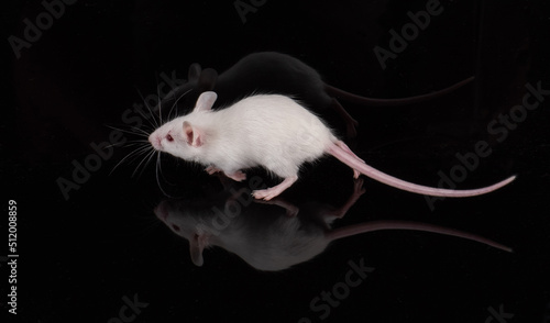 white mouse feed photo