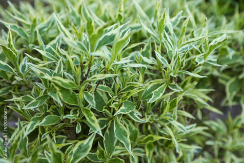 Beautiful Diervilla sessilifolia plant with green leaves, closeup. Gardening season