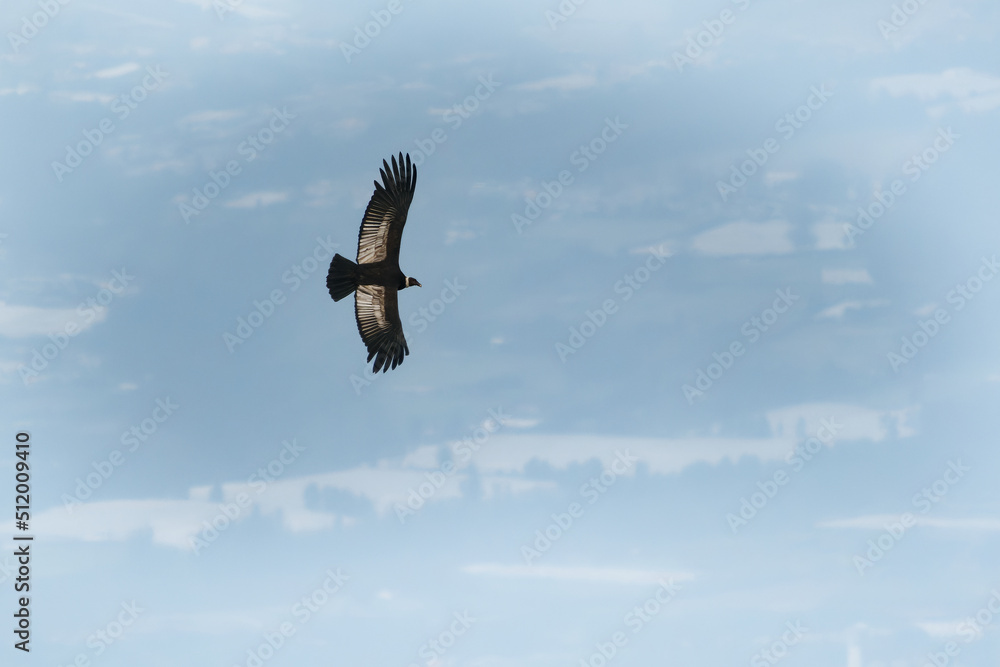Andean Condor - Vultur gryphus South American bird of prey family Cathartidae flying above Quito in Ecuador, found in the Andes mountains and adjacent Pacific coasts, the largest flying bird Andean Condor - Vultur gryphus South American bird of prey family Cathartidae flying above Quito in Ecuador, found in the Andes mountains and adjacent Pacific coasts, the largest flying bird