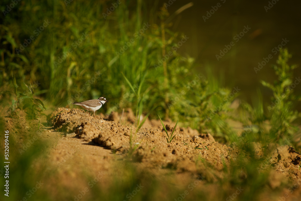 Little Ringed Plover - Charadrius dubius small wading bird in the lake of fresh water, feeding and nesting, sitting on eggs on the side of the pond early in the morning Little Ringed Plover - Charadrius dubius small wading bird in the lake of fresh water, feeding and nesting, sitting on eggs on the side of the pond early in the morning