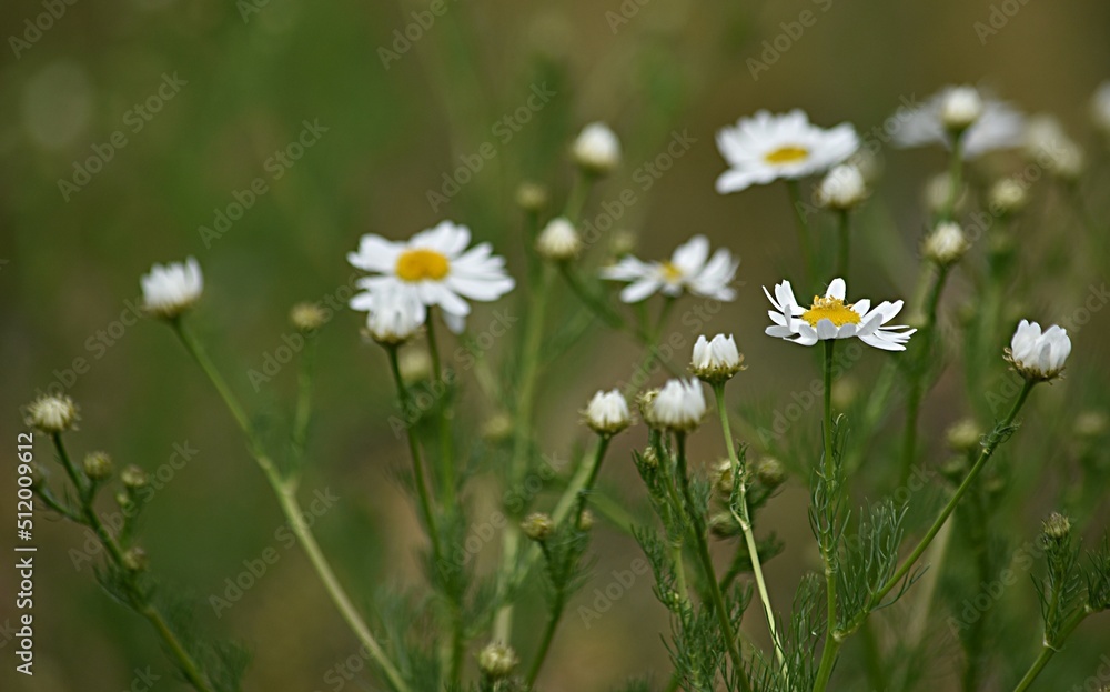 chamomile flowers close-up. medicinal plant. copy space