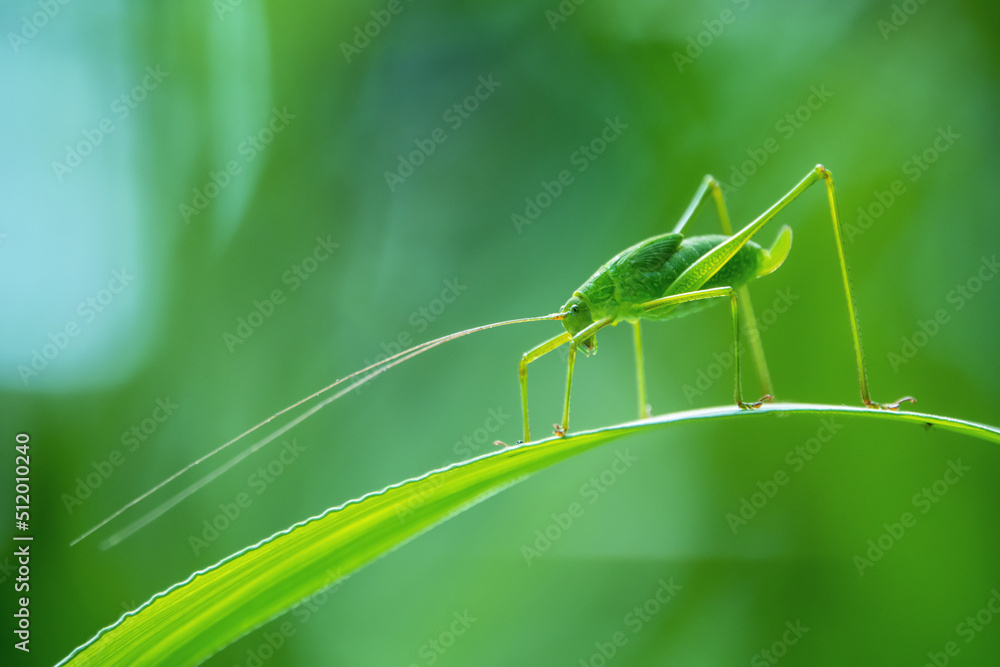 Background green grasshopper on a leaf. - obrazy, fototapety, plakaty 