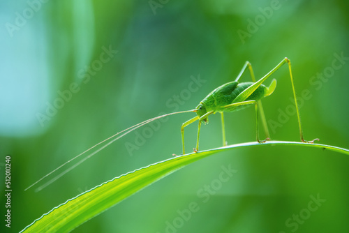 Photo Background green grasshopper on a leaf.