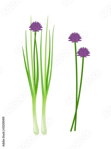 Vector illustration, fresh chives with flowers, scientific name Allium schoenoprasum, isolated on white background.