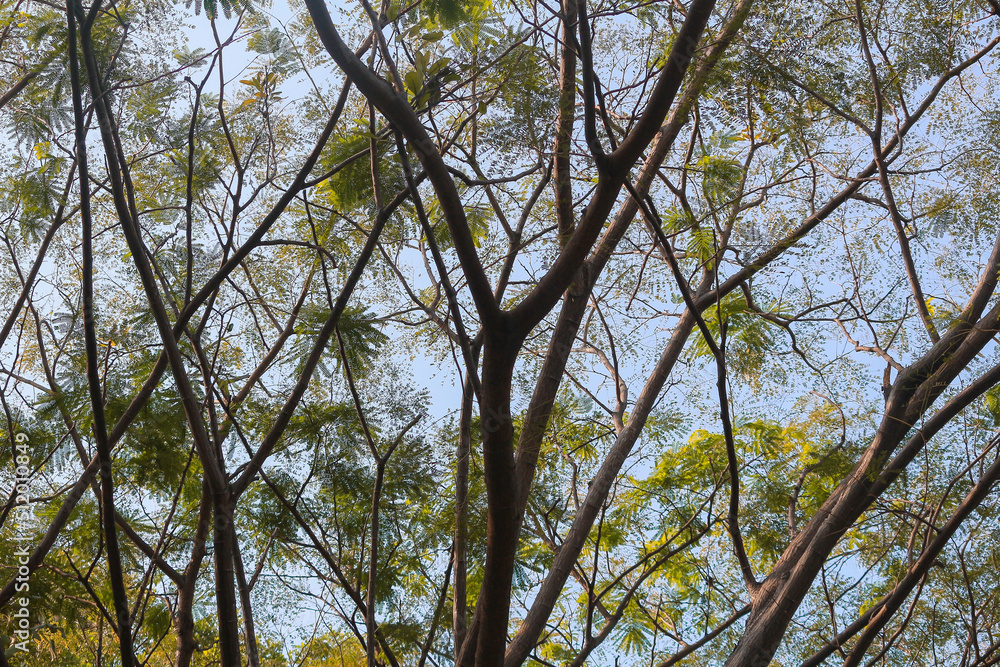 Obraz premium a tree with many branches and leaves