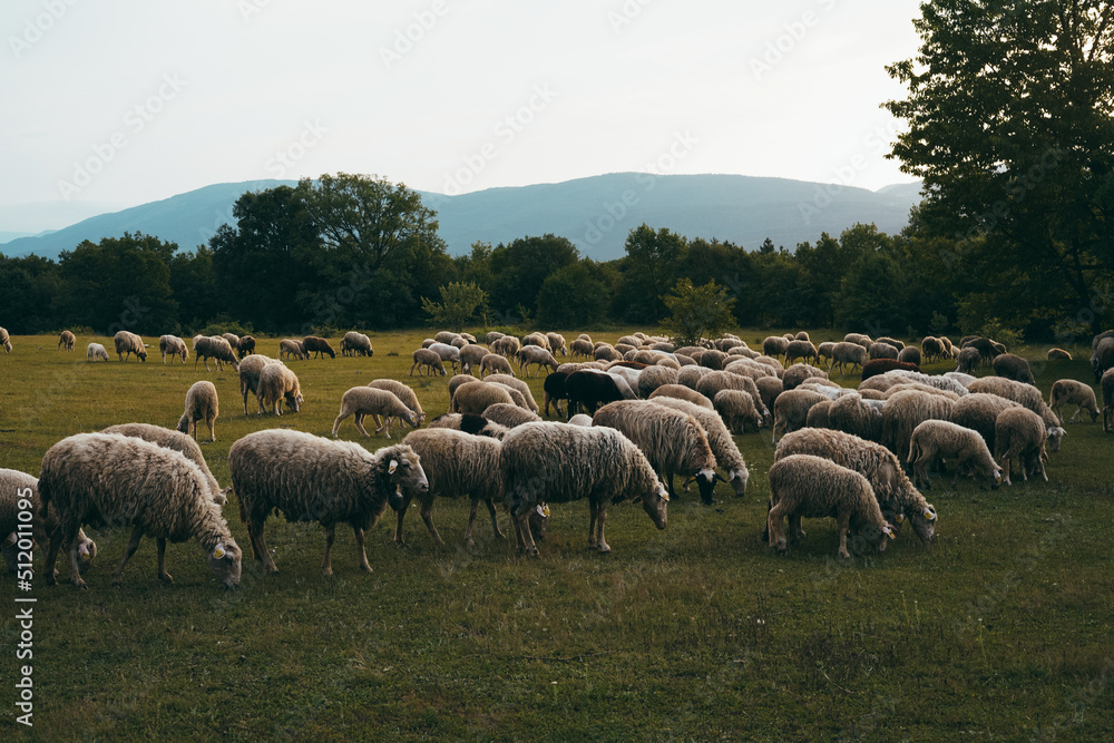 Obraz premium Sheep grazing in the grass, white animals, eating ,brown ,baby ,sun black ,sunny, outside, summer, cheese, milk, farm ,village ,country side
