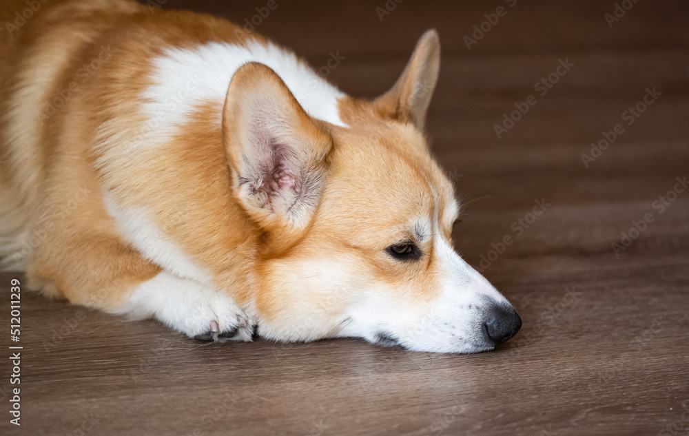 portrait of welsh corgi pembroke portrait of welsh corgi pembroke