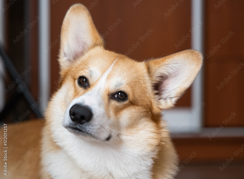 portrait of welsh corgi pembroke portrait of welsh corgi pembroke