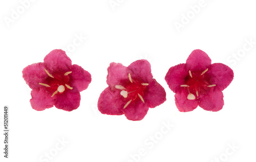 weigela flowers isolated