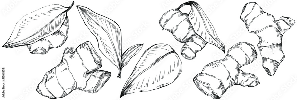 Ginger vector isolated plant with leaves. Herbal engraved style illustration. Detailed organic product sketch.The best for design logo, menu, label, icon, stamp.