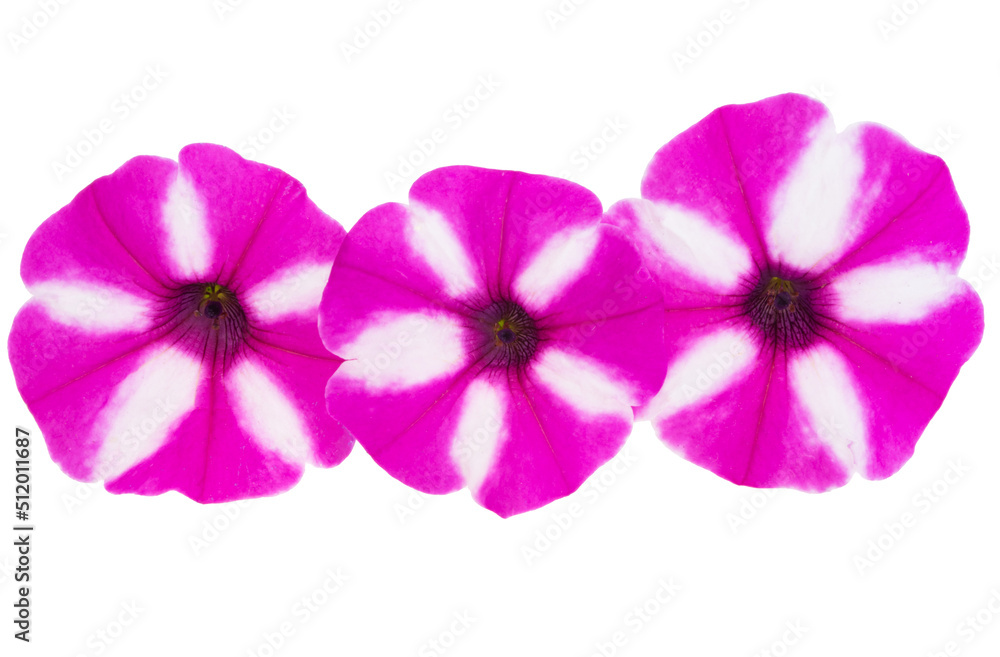 Obraz premium surfinia flowers isolated