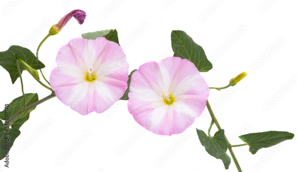 field bindweed isolated field bindweed isolated