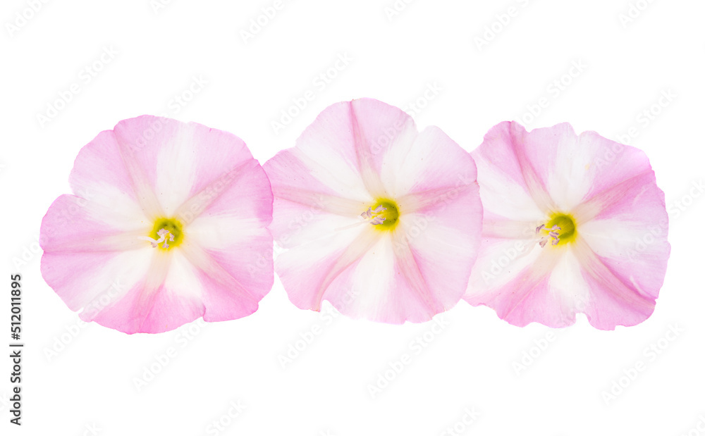 Obraz premium field bindweed isolated