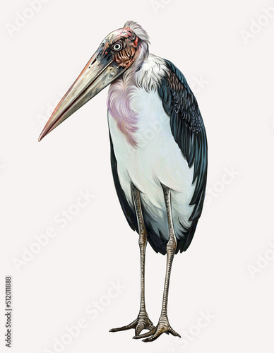 African marabou (Leptoptilos crumeniferus)