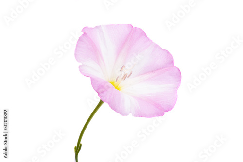 field bindweed isolated