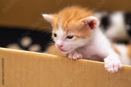 striped kitten trying to get out of cardboard box
