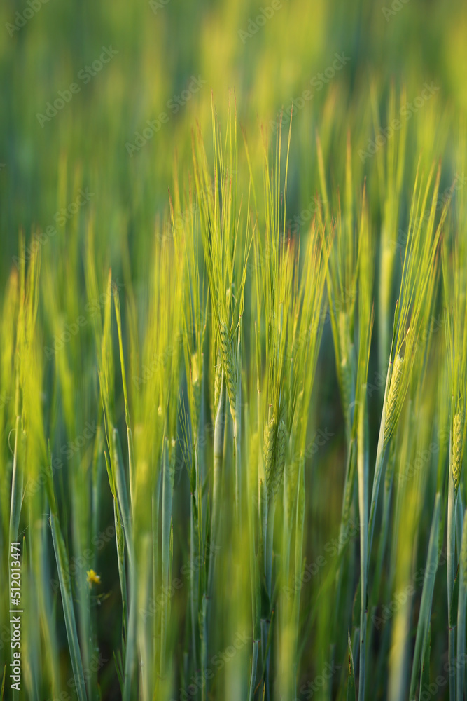 Obraz premium Tall ears of young green wheat.