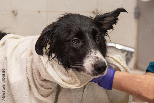 drying the dog with a towel after the bath © tetxu