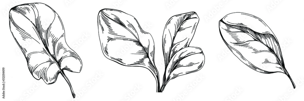 Spinach vector isolated plant with leaves. Herbal engraved style illustration. Detailed organic product sketch.The best for design logo, menu, label, icon, stamp.