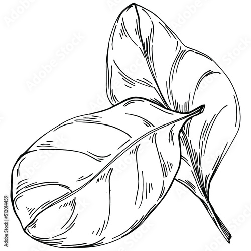 Spinach vector isolated plant with leaves. Herbal engraved style illustration. Detailed organic product sketch.The best for design logo, menu, label, icon, stamp.