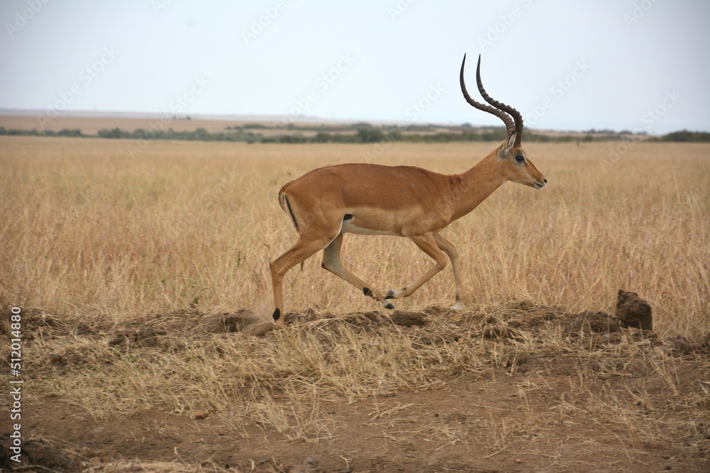 Fototapeta premium impala on the move