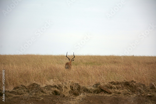 impala looking back at the masai mara