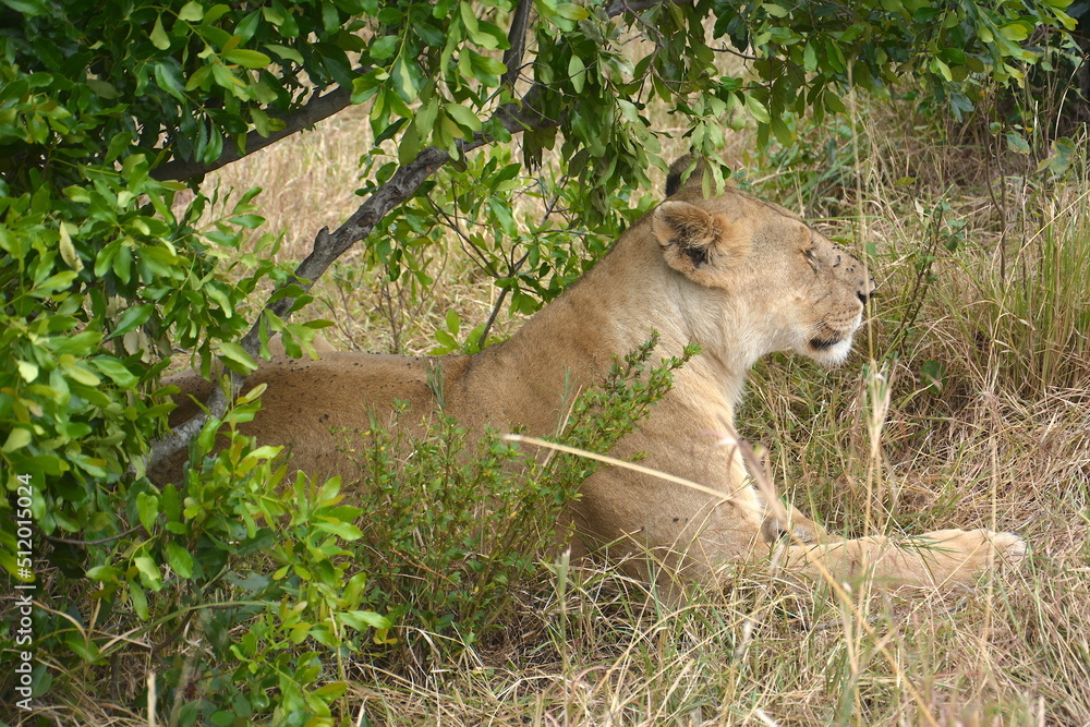 Naklejka premium lioness lying 