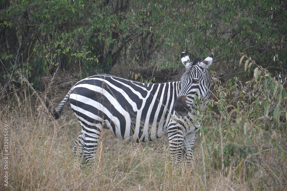 Fototapeta premium zebra 