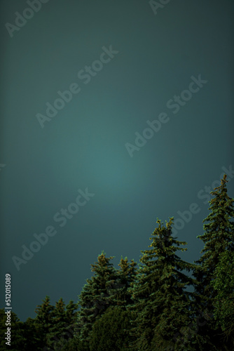 firs on a background of blue sky