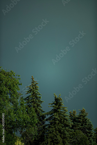 firs on a background of blue sky