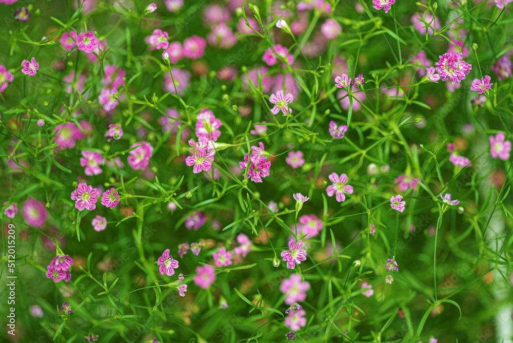 little gypsophila pink in the pot little gypsophila pink in the pot