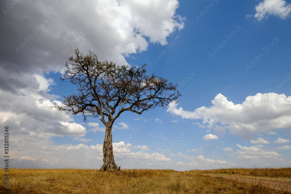 Beautiful landscape with Acacia tree in African savannah Beautiful landscape with Acacia tree in African savannah