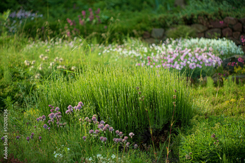 Fototapeta Naklejka Na Ścianę i Meble -  Rock Garden. Colorful and Carefree Landscape