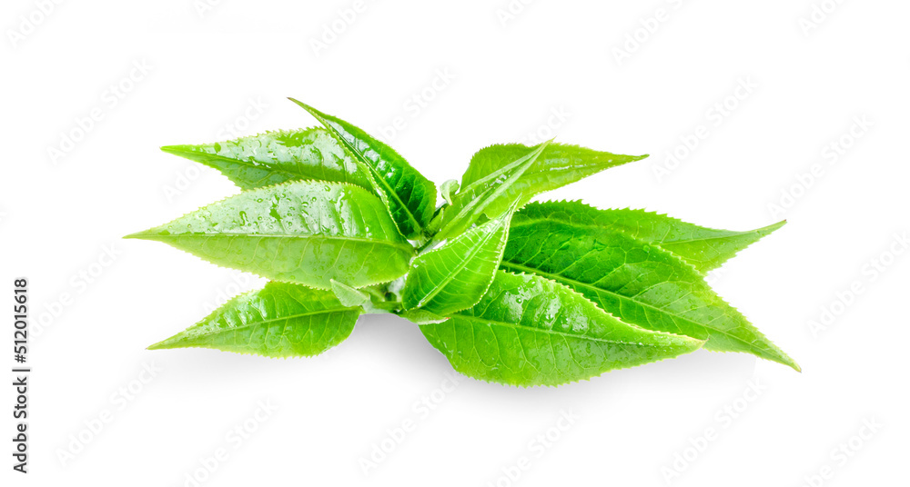 Obraz premium Green tea leaf isolated on white background.