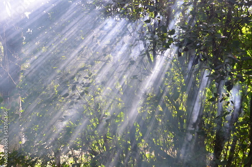 the sun's rays break through the leaves in the morning forest © Oleg