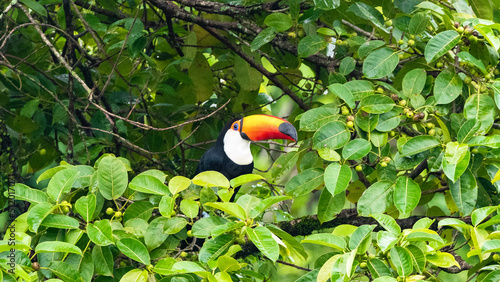 Large toucans in their natural habitat. Taken in the Iguazu Falls on 2022