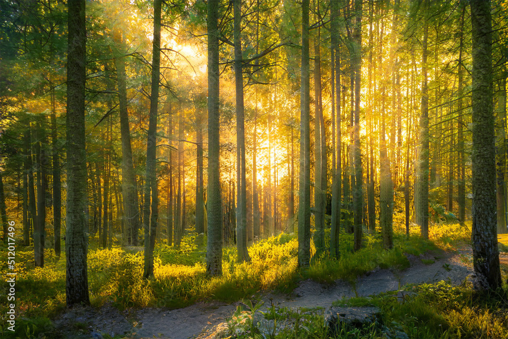 Fototapeta premium Magical sunset in the forest.