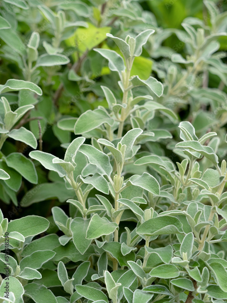 Obraz premium エルサレムセージ