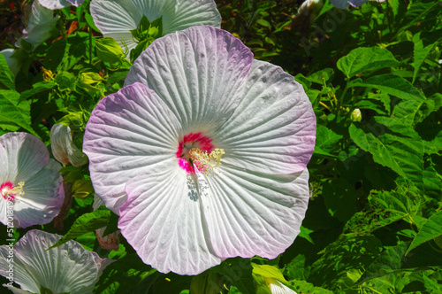 White-blue hibiscus flower