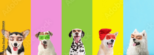 Fototapeta Naklejka Na Ścianę i Meble -  Set of cute dogs with human eyes on colorful background