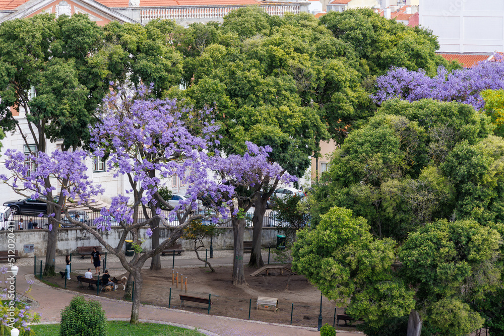 Purple jacaranda trees stand out amongst the green forest Purple jacaranda trees stand out amongst the green forest